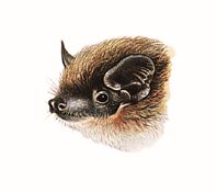 Pipistrello